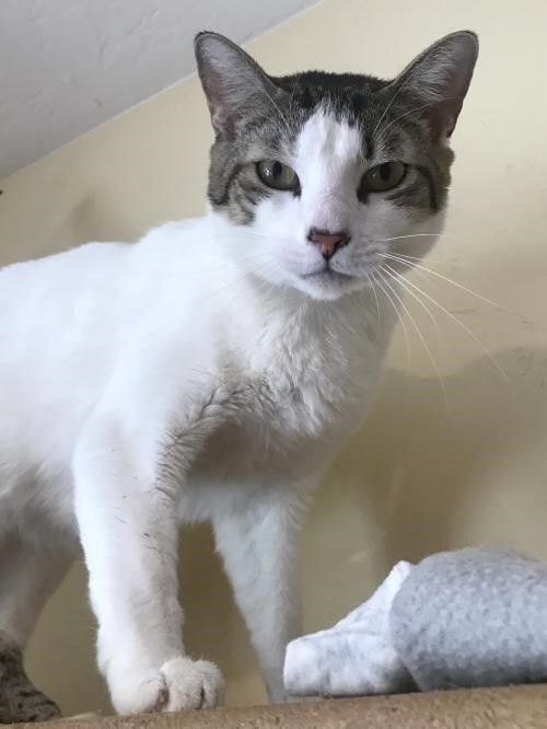 Adopt a friend: Balderdash